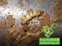 深圳白蚁防治企业 白蚁飞光了，是不是就不要防治了？