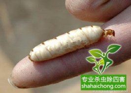 深圳白蚁防治：装修过程中进行白蚁预防