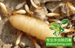 深圳白蚁防治企业：实木家具预防白蚁